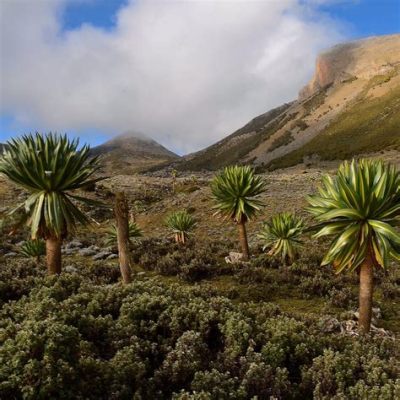 Bale Mountains National Park: Một Vùng Đất Cao Cổ Xưa Và Thiên Nhiên Rừng Rậm Hấp Dẫn!